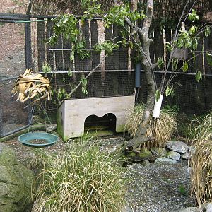 aviary for yellow-crowned kakariki (Cyanoramphus auriceps)