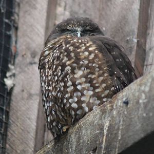 morepork (Ninox novaeseelandiae)