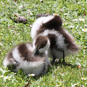paradise ducklings (Tadorna variegata)