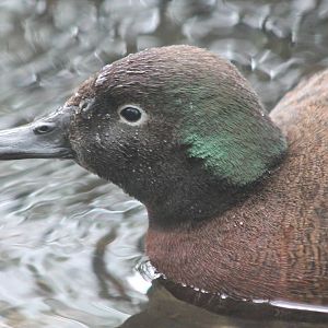 male Campbell Island teal (Anas nesiotis)