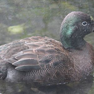 male Campbell Island teal (Anas nesiotis)
