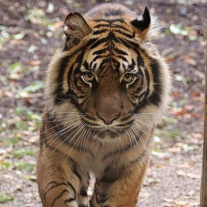 Sumatran Tiger, Daseep