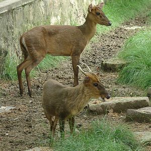 Shanghai Zoo, Muntiacus sp.