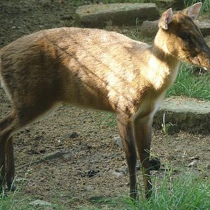 Shanghai Zoo, Muntiacus sp.