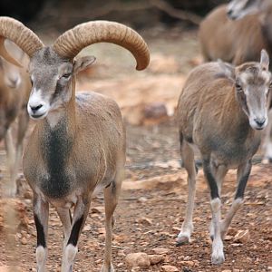 Cyprus Mouflon at Pafos Zoo 02/11/12