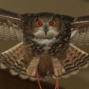 Eurasian Eagle Owl at Pafos Zoo 2/11/12