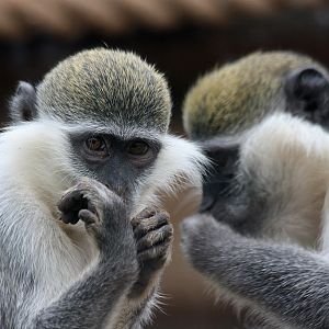Vervet Monkey at Pafos Zoo 2/11/12