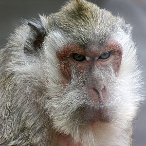 Crab-eating Macaque at Pafos Zoo 2/11/12