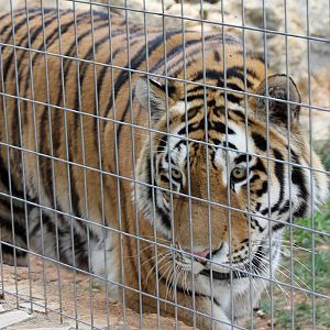 Amur Tiger at Pafos Zoo 2/11/12