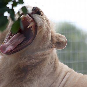 Lion at Pafos Zoo 2/11/12