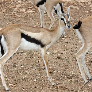 Thomson's Gazelle at Pafos Zoo 2/11/12