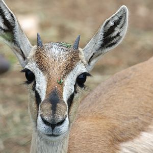 Thomsons Gazelle at Pafos Zoo 2/11/12