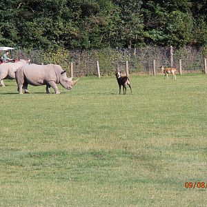 White rhino & nile lechwe