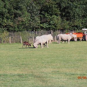 White rhino and nile lechwe fight