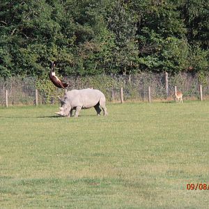 Rhino nile lechwe fight