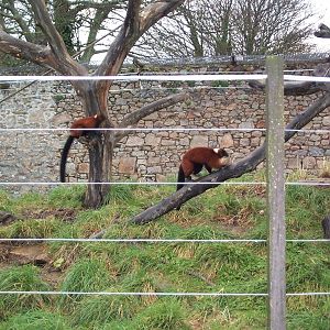 walled lemur enclosure Nov 2000