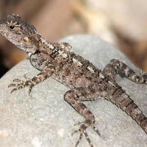 Agama Juvenile