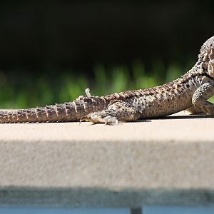 Agama on swimming pool edge
