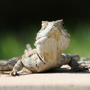 Agama up close