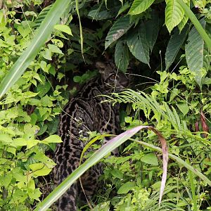 Borneo Clouded Leopard