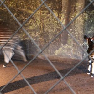 Okapi and baby Chester Zoo 4th November 2012
