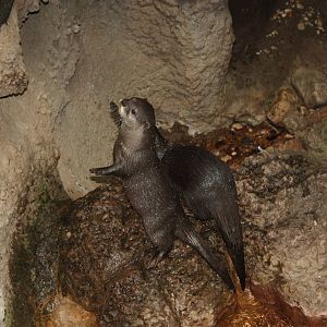JungleWorld- Asian Small-Clawed Otters