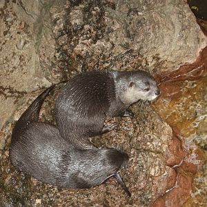 JungleWorld- Asian Small-Clawed Otters