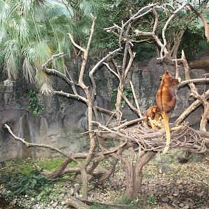 JungleWorld- Matschie's Tree Kangaroo Exhibit