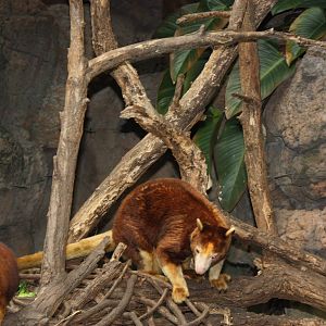 JungleWorld- Matschie's Tree Kangaroos