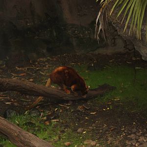 JungleWorld- Tree Kangaroo Descending