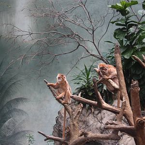 JungleWorld- Javan Langurs