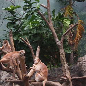 JungleWorld- Javan Langur Feud