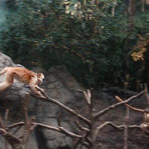 JungleWorld- The Chase