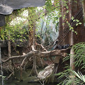 JungleWorld- Silvered-Leaf Langur Exhibit