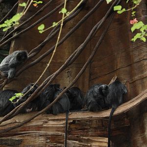 JungleWorld- Silvered-Leaf Langurs