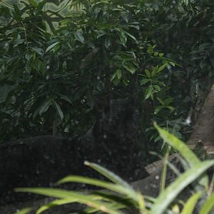 JungleWorld- Black Leopard