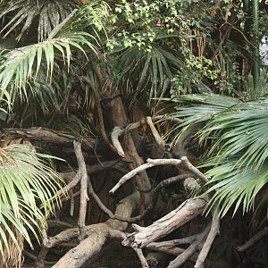 JungleWorld- White-Cheeked Gibbon