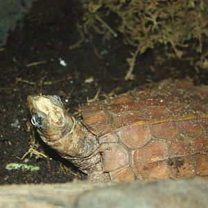 JungleWorld- Black-Breasted Leaf Turtle