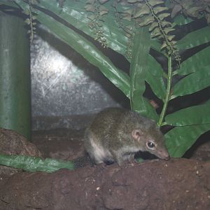 JungleWorld- Common Tree Shrew