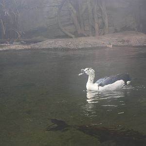 JungleWorld- Comb Duck