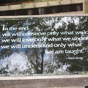 JungleWorld- Quote