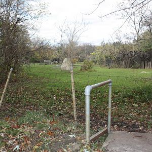 African Plains- Grevy's Zebra Exhibit