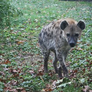 African Plains- Spotted Hyena