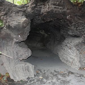 Congo Gorilla Forest- Inside the Tree Trunk