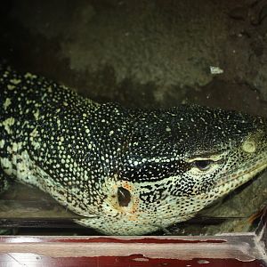 Congo Gorilla Forest- Ornate Monitor