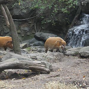 Congo Gorilla Forest- Red River Hogs Let Out