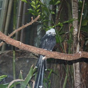 Congo Gorilla Forest- White-Crested Hornbill