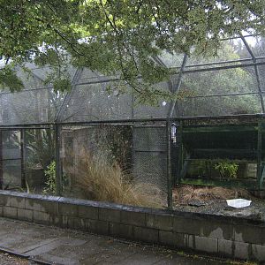 aviary for red-crowned kakariki (Cyanoramphus novaezelandiae)