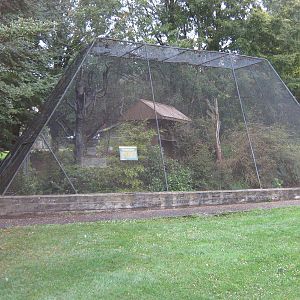 aviary for morepork (Ninox novaeseelandiae)