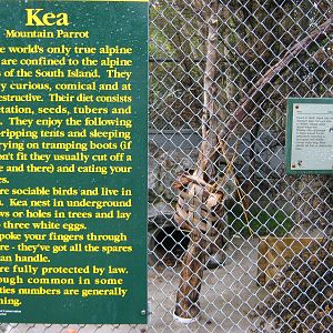 signage for kea (Nestor notabilis)
